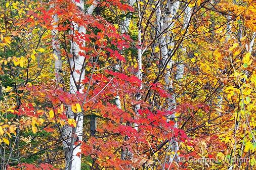 Autumn Leaves_17727.jpg - Photographed near Sharbot Lake, Ontario, Canada.